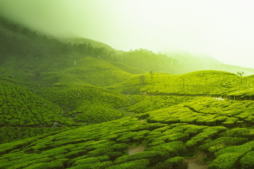 green fields