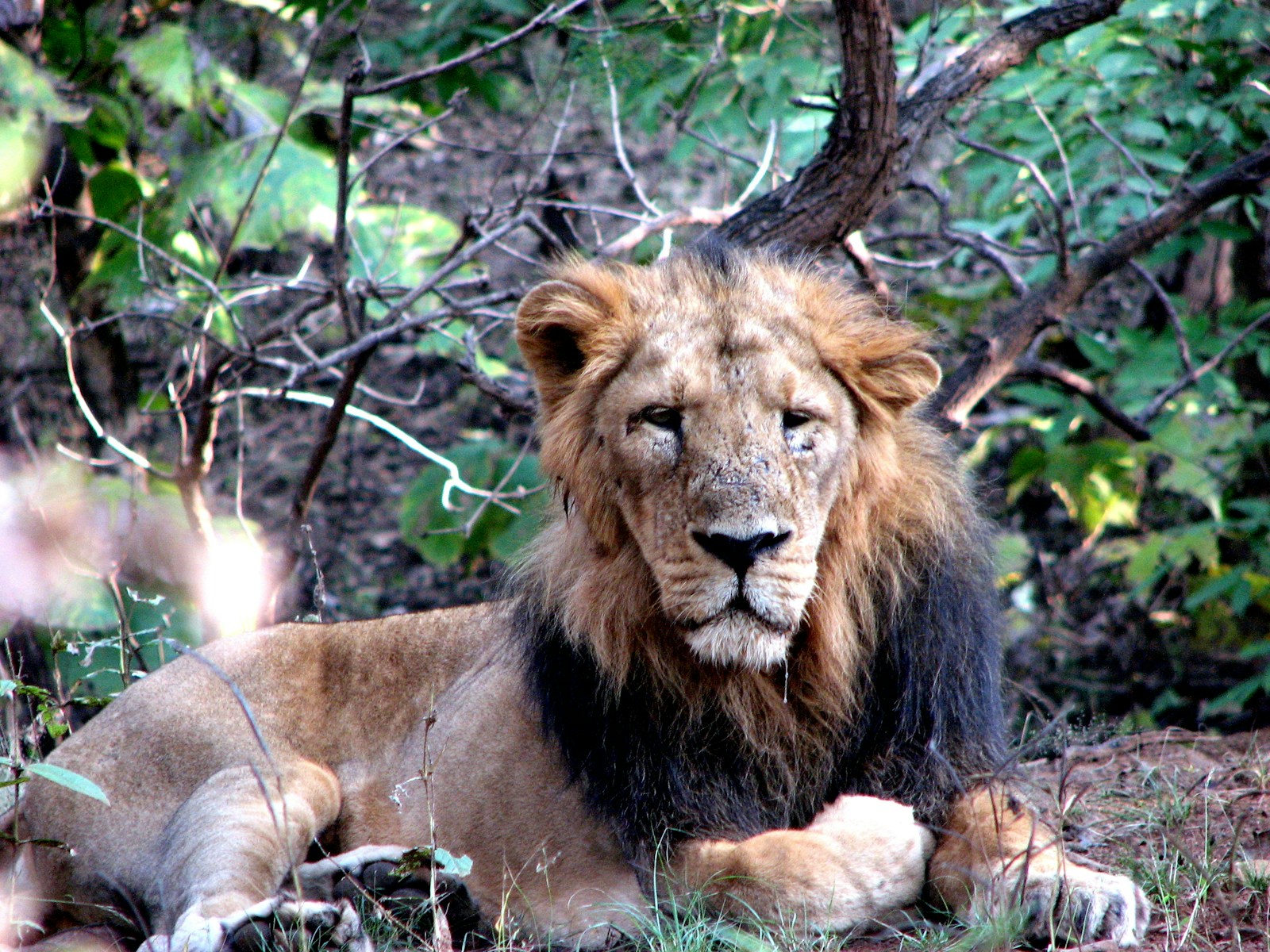 lion lying on brown tree branch during daytime